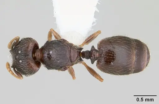 Pheidole mosenopsis - CASENT0178036