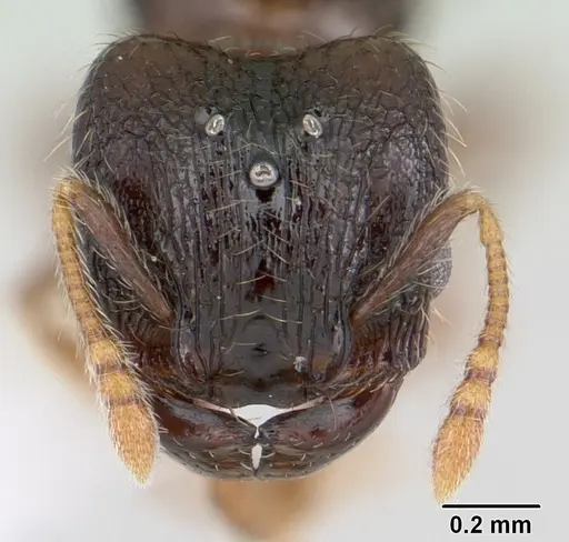 Pheidole mosenopsis - CASENT0178036