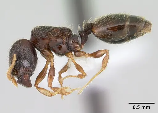 Pheidole mosenopsis - CASENT0178036