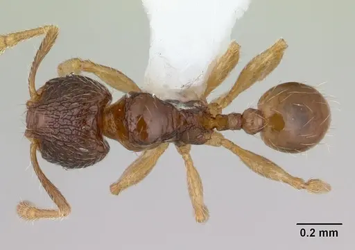 Pheidole mosenopsis - CASENT0178037