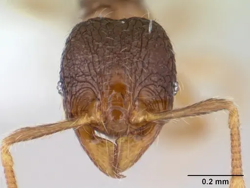 Pheidole mosenopsis - CASENT0178037