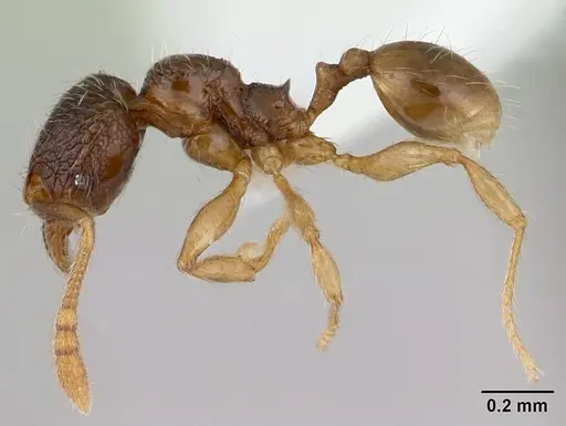 Pheidole mosenopsis - CASENT0178037