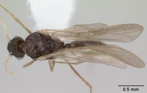 Pheidole mosenopsis - CASENT0178038