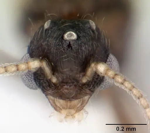 Pheidole mosenopsis - CASENT0178038