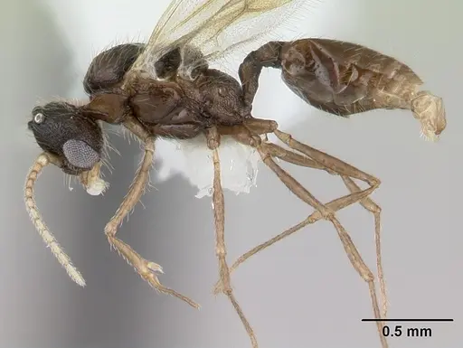 Pheidole mosenopsis - CASENT0178038