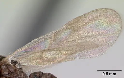 Pheidole mosenopsis - CASENT0178038