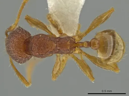 Pheidole moskitia specimen