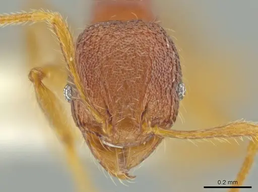 Pheidole moskitia specimen