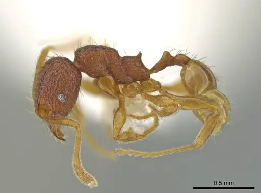 Pheidole moskitia specimen