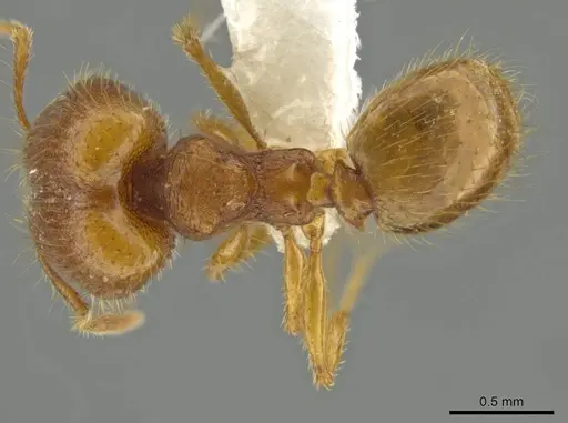 Pheidole moskitia - CASENT0612085