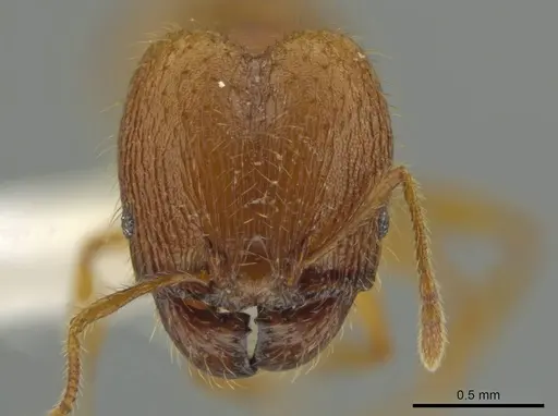 Pheidole moskitia - CASENT0612085