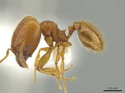 Pheidole moskitia - CASENT0612085