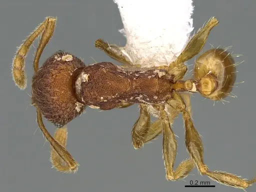 Pheidole moskitia - CASENT0612361