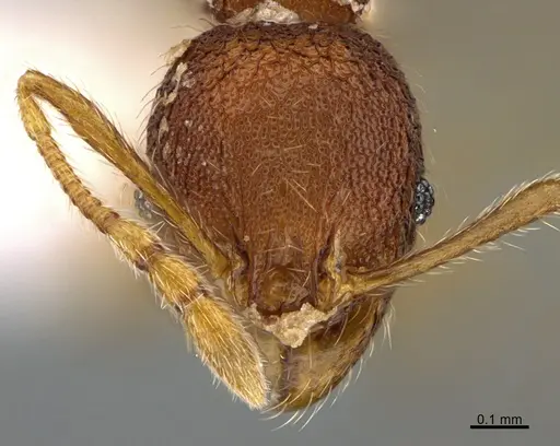 Pheidole moskitia - CASENT0612361