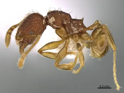 Pheidole moskitia - CASENT0612361