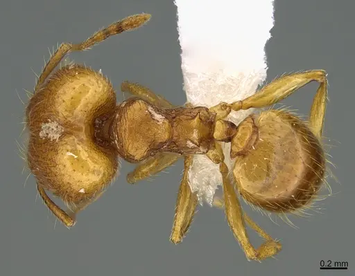 Pheidole moskitia - CASENT0612363