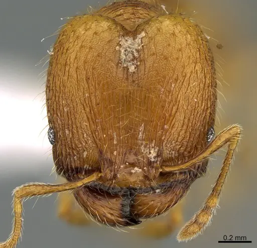 Pheidole moskitia - CASENT0612363