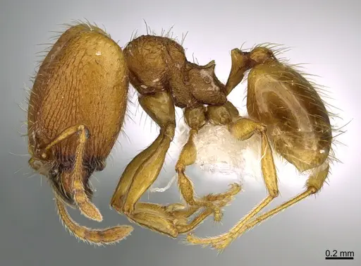 Pheidole moskitia - CASENT0612363