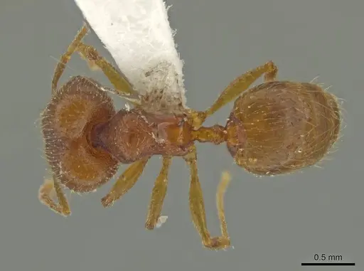 Pheidole moskitia - CASENT0625108