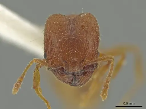 Pheidole moskitia - CASENT0625108