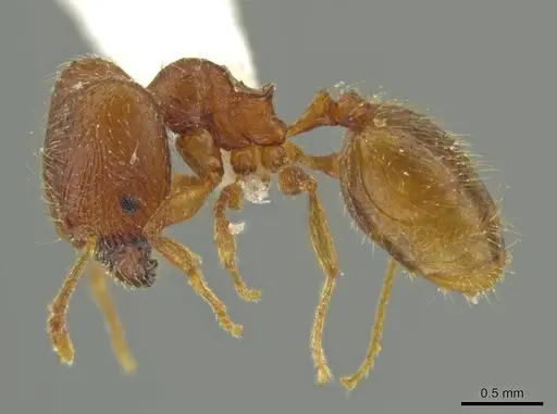 Pheidole moskitia - CASENT0625108