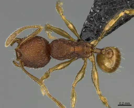 Pheidole moskitia - CASENT0636587