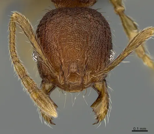 Pheidole moskitia - CASENT0636587