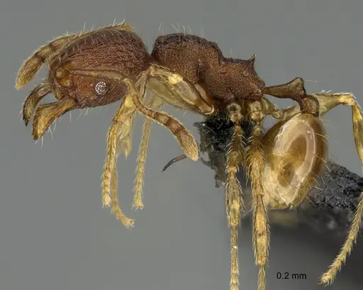 Pheidole moskitia - CASENT0636587
