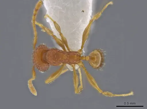 Pheidole moskitia - CASENT0636808