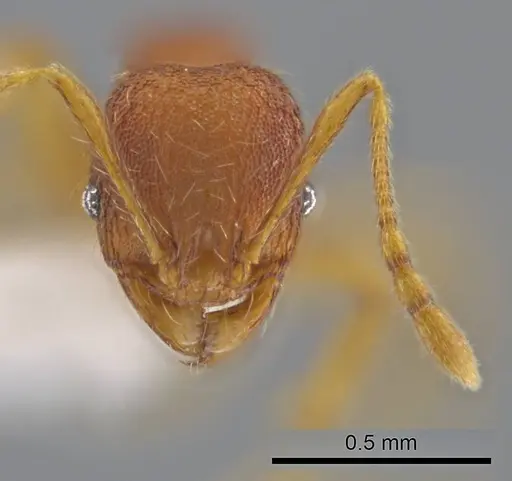 Pheidole moskitia - CASENT0636808