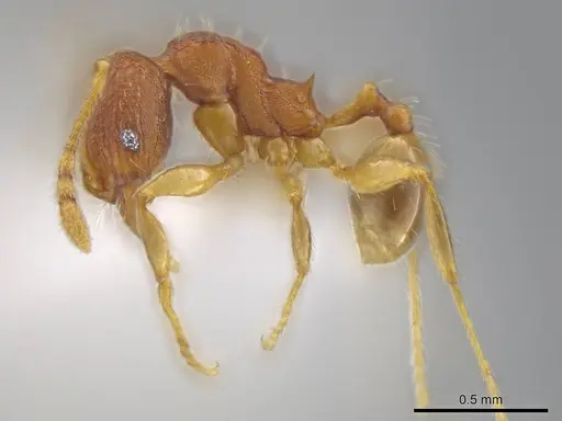 Pheidole moskitia - CASENT0636808