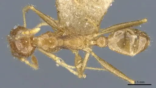 Pheidole multidens specimen