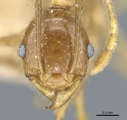 Pheidole multidens specimen