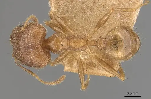 Pheidole multidens - CASENT0907928