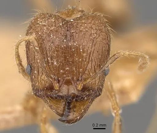 Pheidole multidens - CASENT0907928
