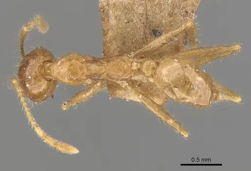 Pheidole multidens - CASENT0907929