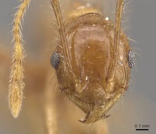 Pheidole multidens - CASENT0907929
