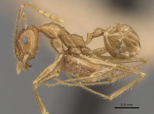 Pheidole multidens - CASENT0907929