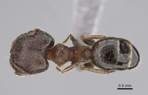 Pheidole multidens - CASENT0923330