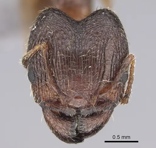 Pheidole multidens - CASENT0923330