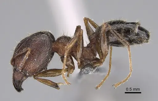 Pheidole multidens - CASENT0923330