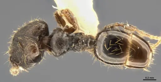 Pheidole multispina specimen