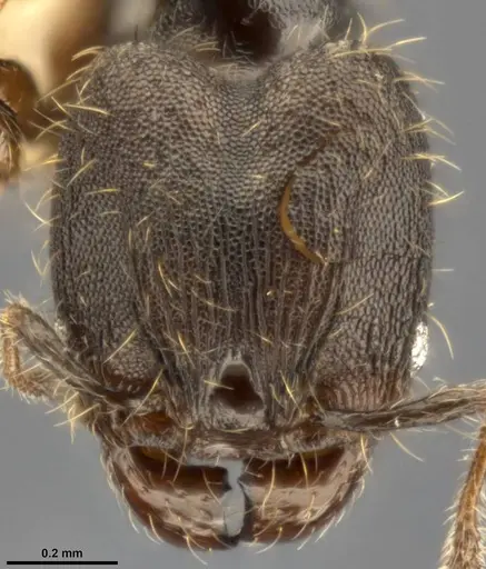 Pheidole multispina specimen