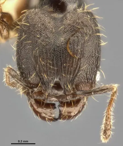 Pheidole multispina specimen