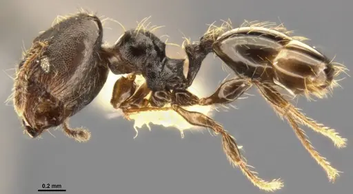 Pheidole multispina - CASENT0283400