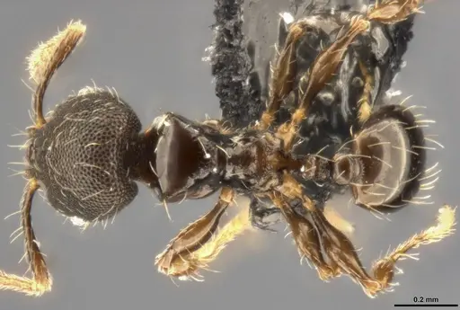 Pheidole multispina - CASENT0283440