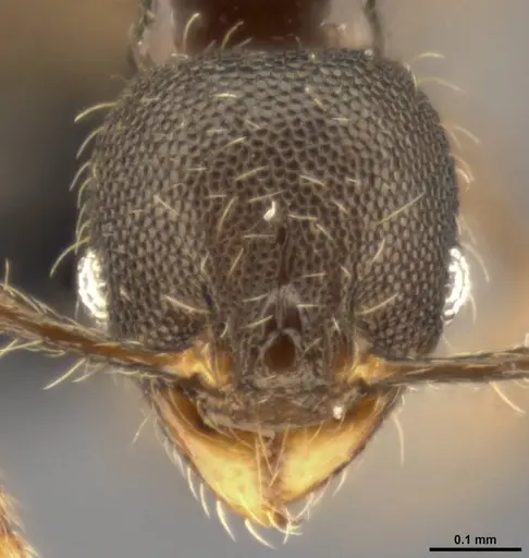 Pheidole multispina - CASENT0283440
