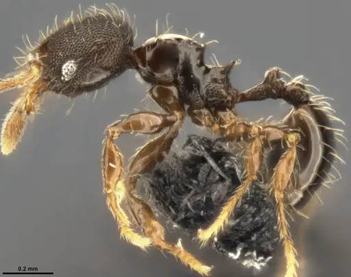 Pheidole multispina - CASENT0283440