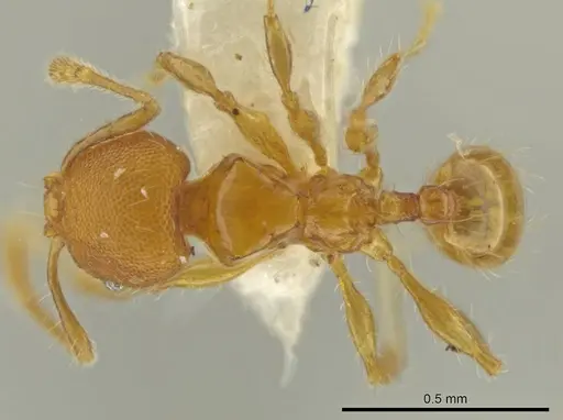 Pheidole multispina - CASENT0635492