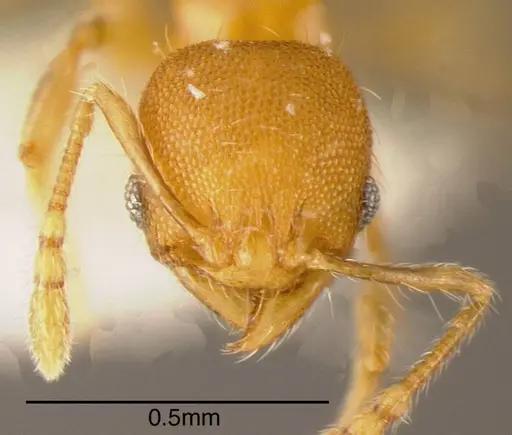 Pheidole multispina - CASENT0635492